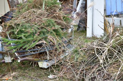 Tree Debris Removal