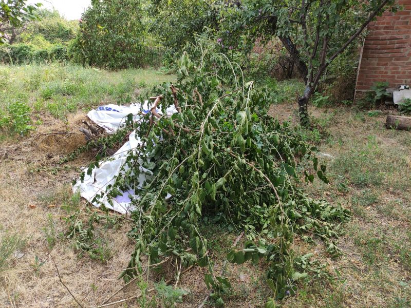 Tree Debris Removal Costs — Cost of Tree Debris Removal