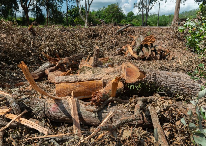 Tree Debris Removal Costs — Cost of Tree Debris Removal