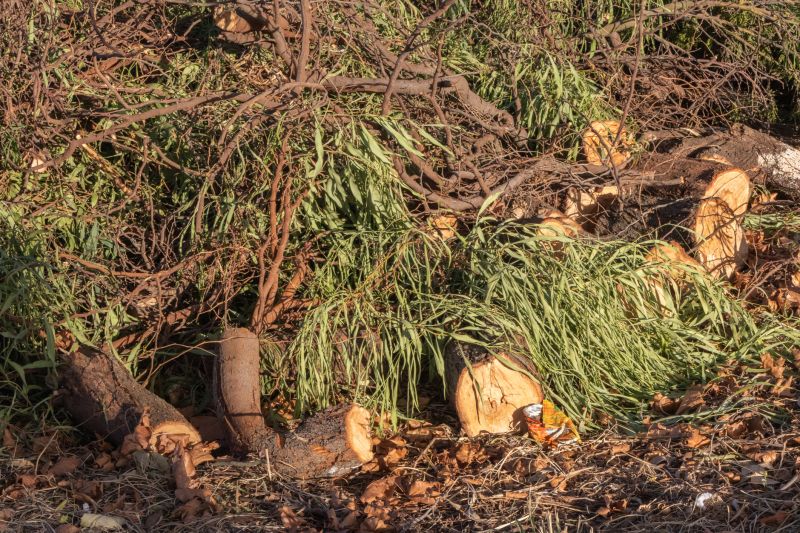 Tree Debris Removal in Spring