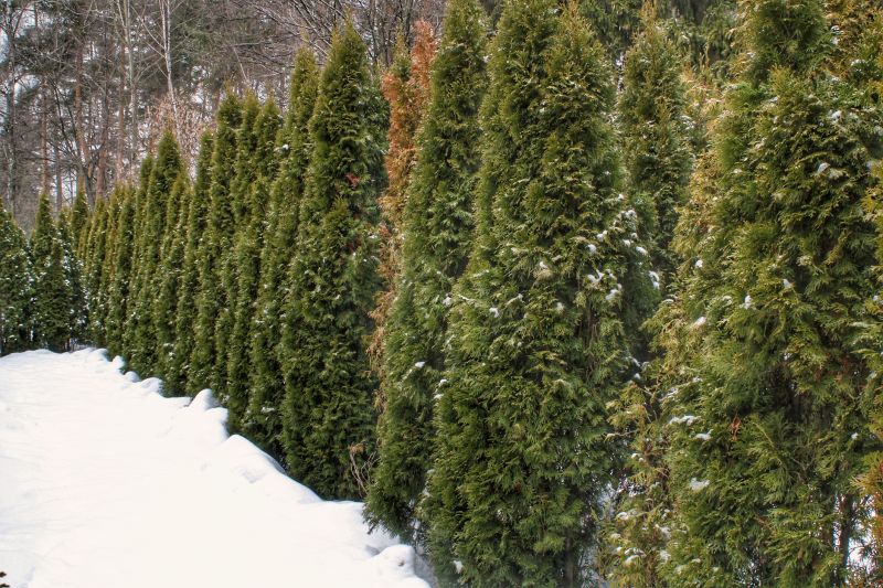 Winter Tree Maintenance