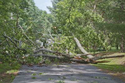 Get Rid of Fallen Branches and Leaves from Your Property!